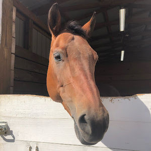 Meet your Posher, Kelsie